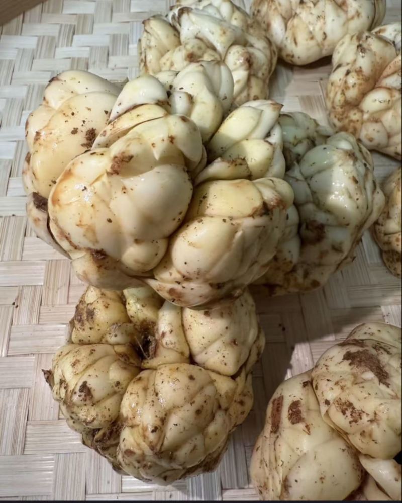 龙牙百合