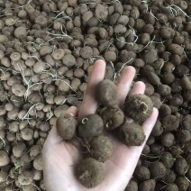 红藤山乌龟5厘米以下小精品，适合电商