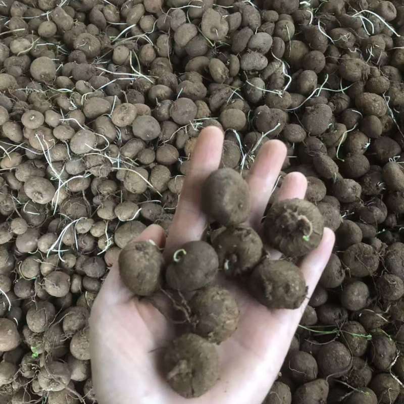红藤山乌龟5厘米以下小精品，适合电商