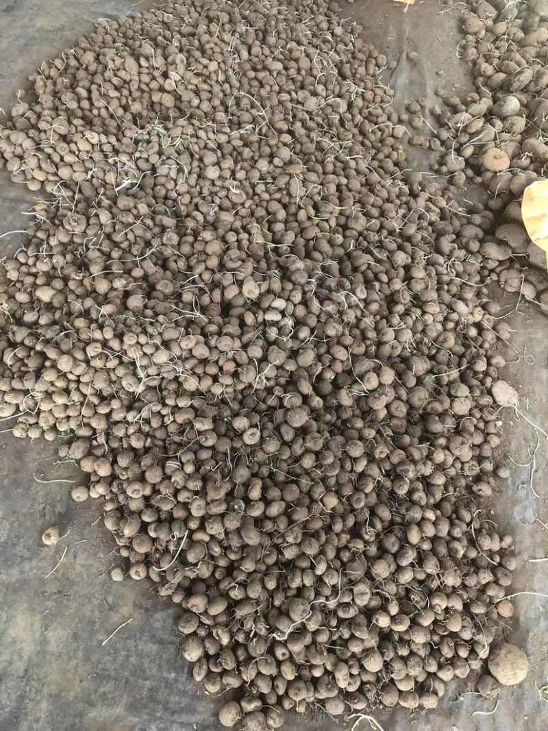 红藤山乌龟5厘米以下小精品，适合电商