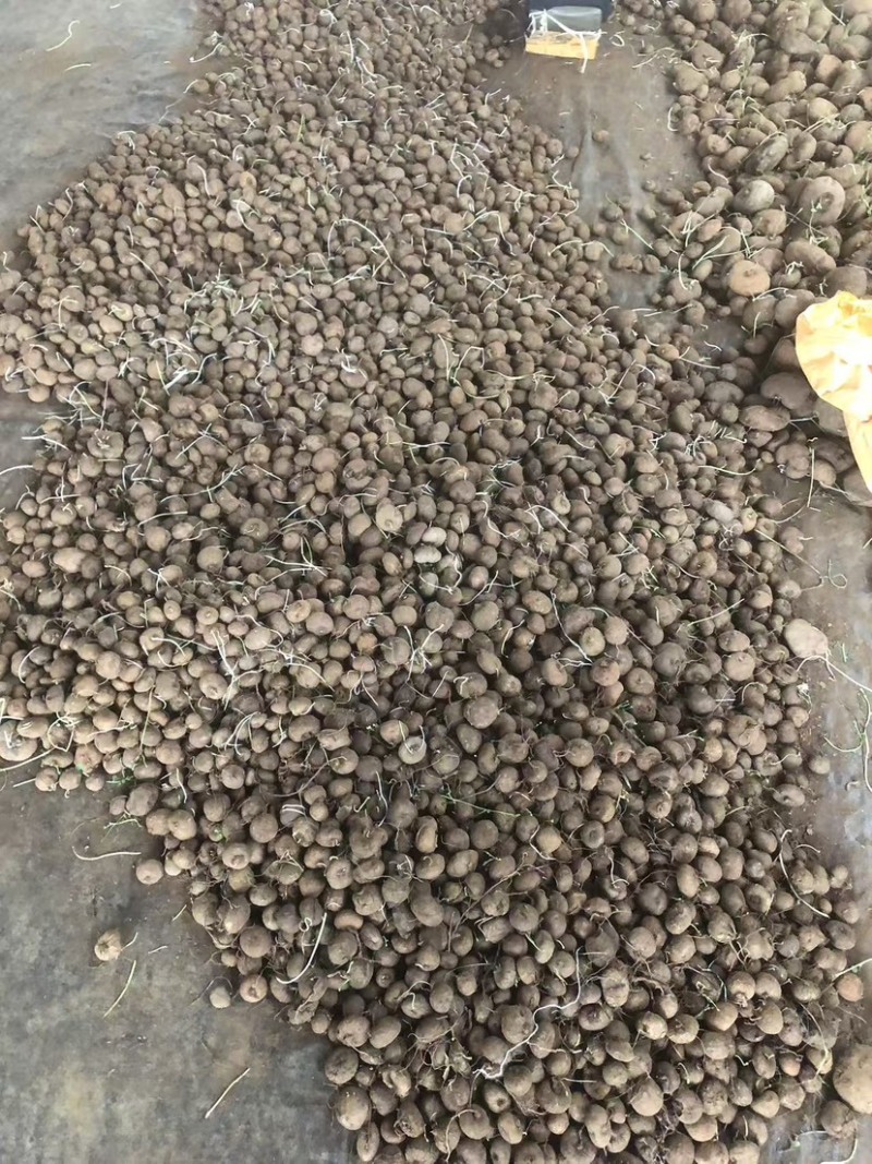 红藤山乌龟5厘米以下小精品，适合电商