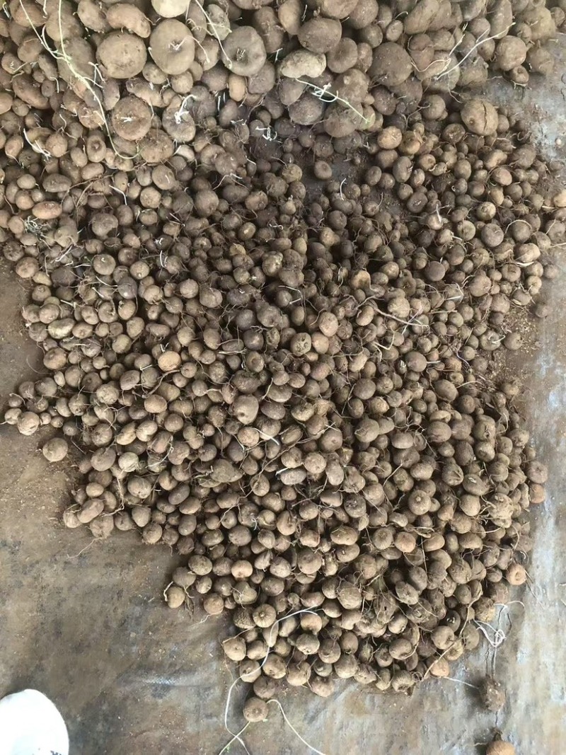 红藤山乌龟5厘米以下小精品，适合电商