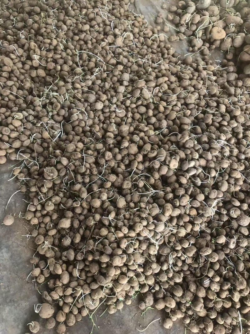 红藤山乌龟5厘米以下小精品，适合电商
