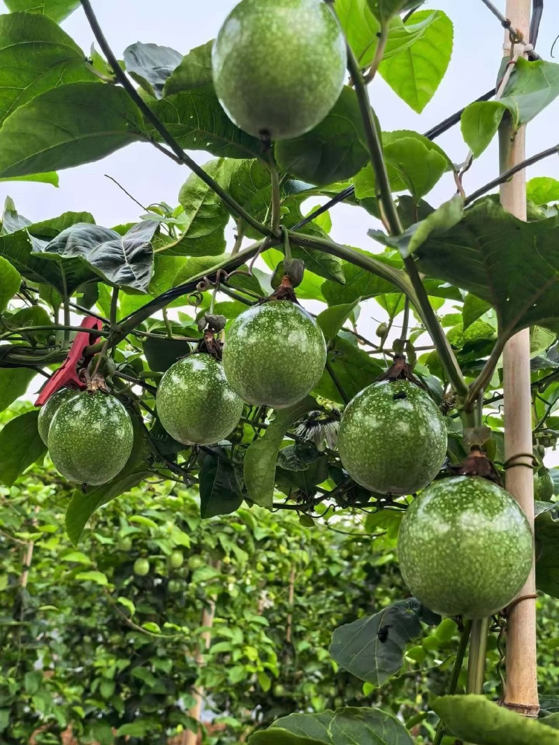精品百香果，湛江百香果，市场货，电商货，质量全国