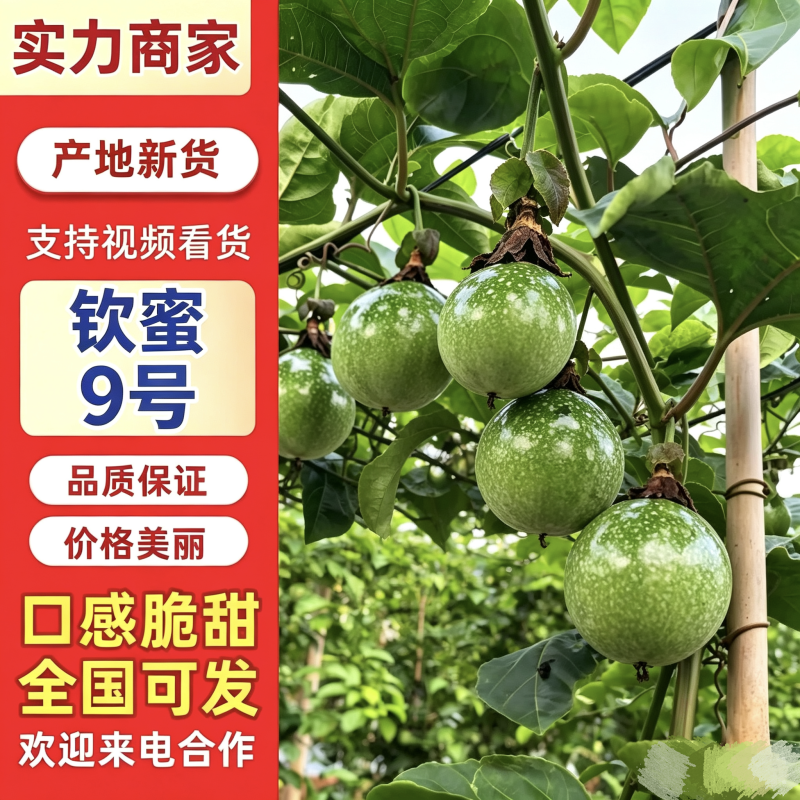 钦蜜9号百香果，源头直发，电商爆品，价格优惠支持一件代发
