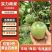 精品百香果,湛江百香果,市场货,电商货,质量全国