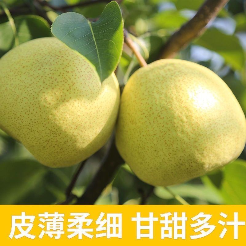皇冠酥梨日产50万吨随行就市