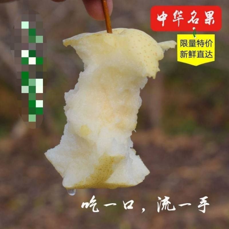 皇冠酥梨日产50万吨随行就市