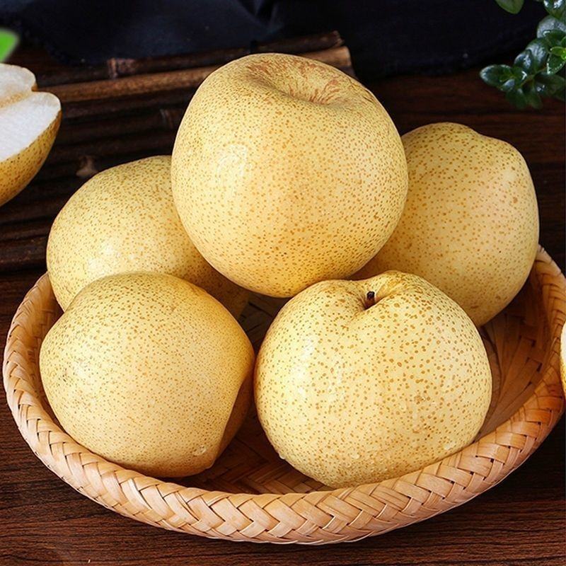 皇冠酥梨日产50万吨随行就市