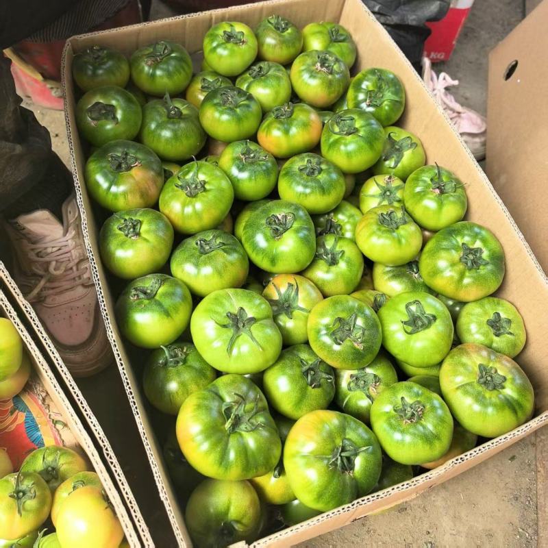优质品种铁皮西红柿水果西红柿种植基地批发可视频看货