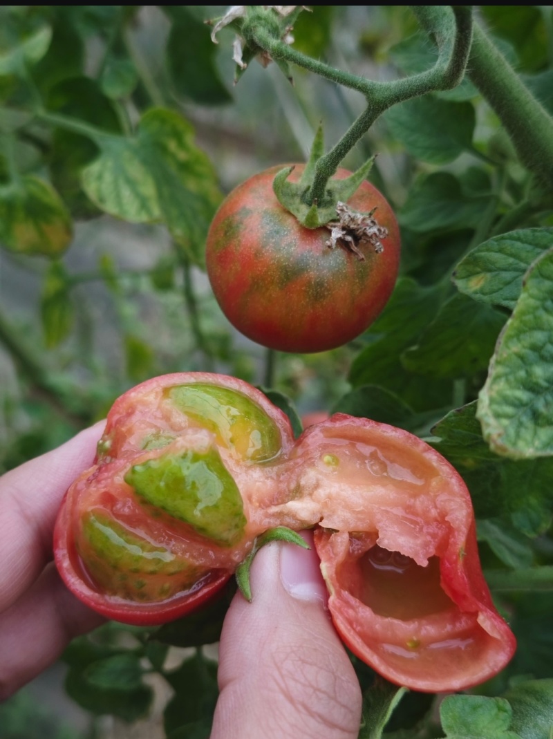 优质品种铁皮西红柿水果西红柿种植基地批发可视频看货