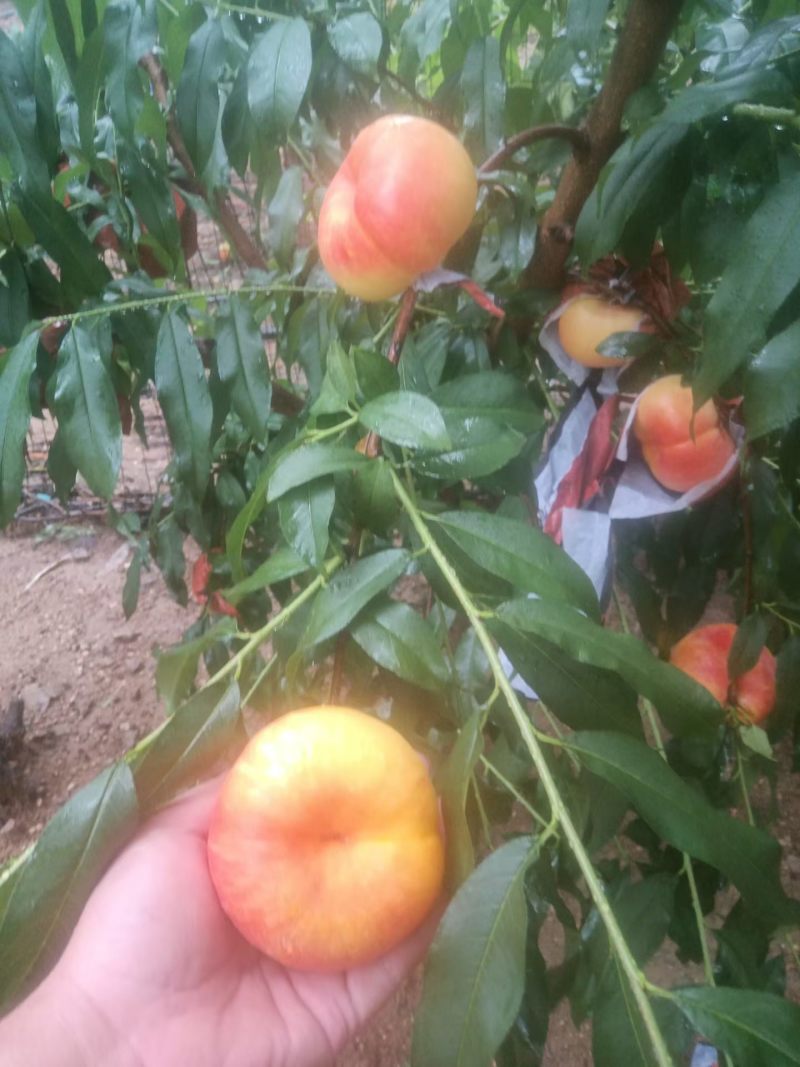 黄油桃