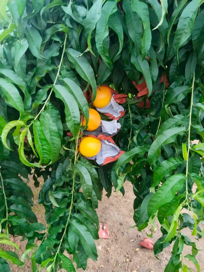 黄油桃