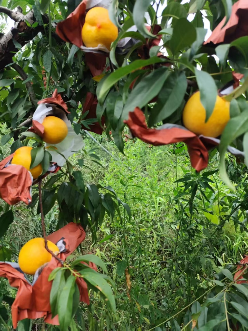 黄油桃
