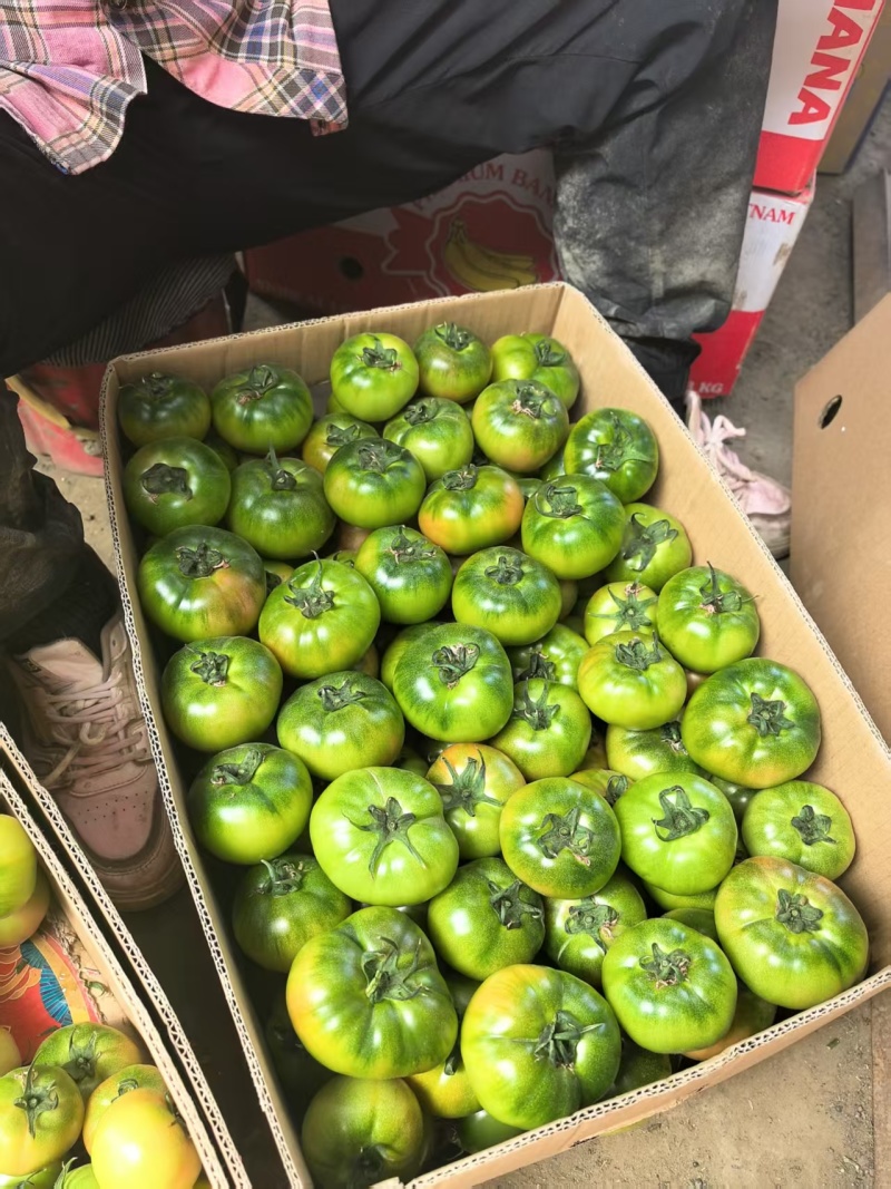 礼品级铁皮西红柿大量上市现摘现发质优价廉物超所值