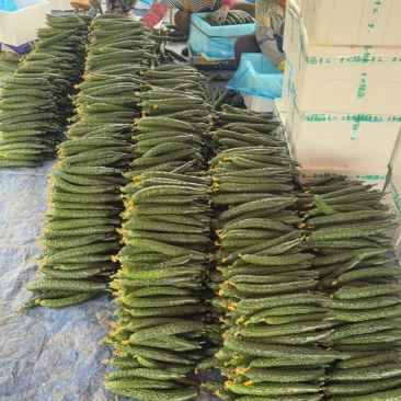 贵州黄瓜蜜刺黄瓜青瓜，按要求采摘，按标准打包