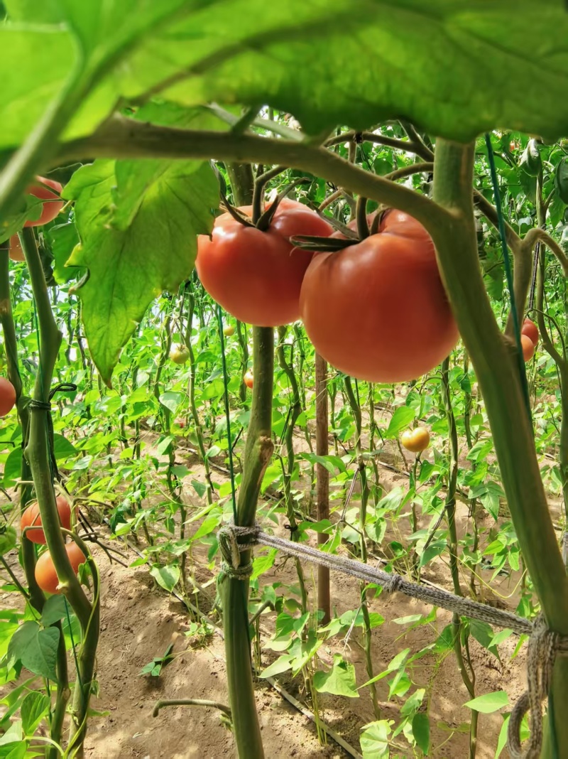 沈阳硬粉西红柿大量供应新鲜货源现摘现发对接商超档口