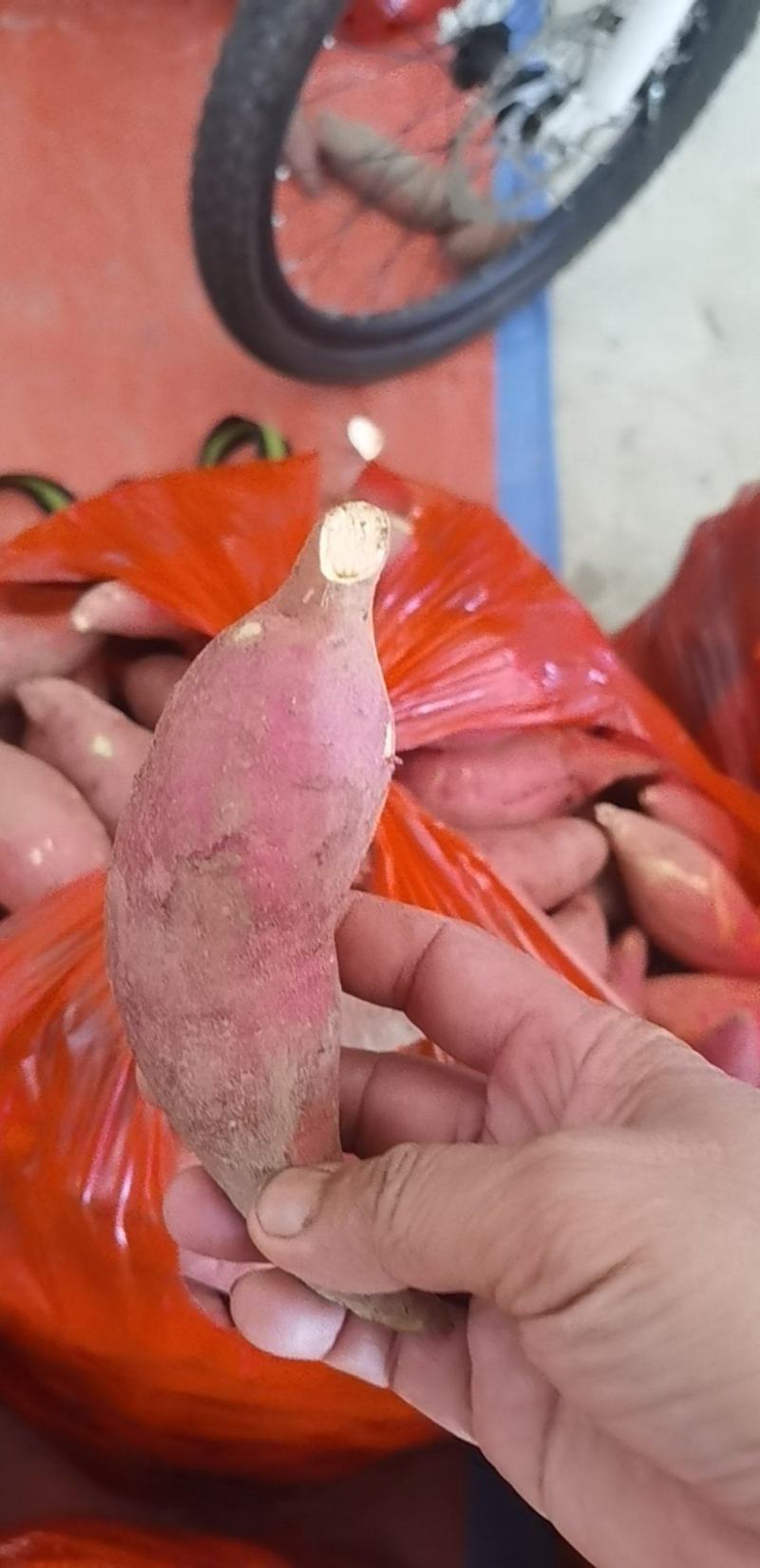 红薯啊