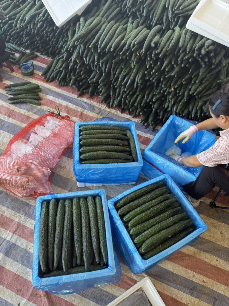 贵州黄瓜蜜刺黄瓜青瓜，按要求采摘，按标准打包