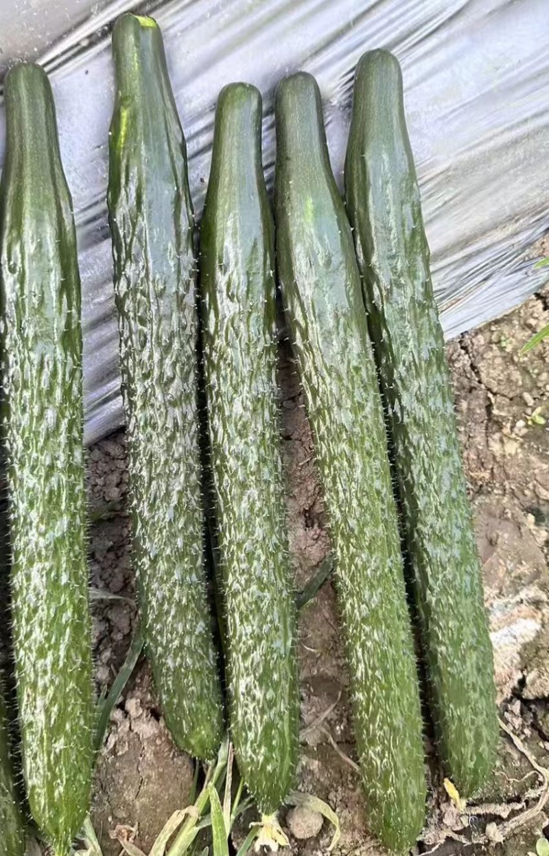 贵州黄瓜蜜刺黄瓜青瓜，按要求采摘，按标准打包