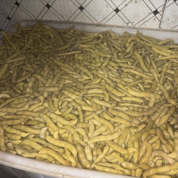狗爪豆