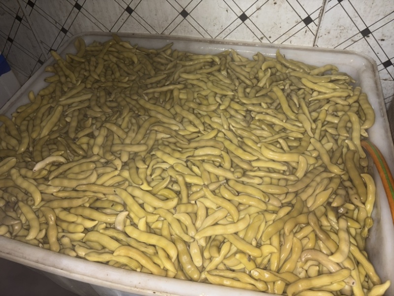 狗爪豆