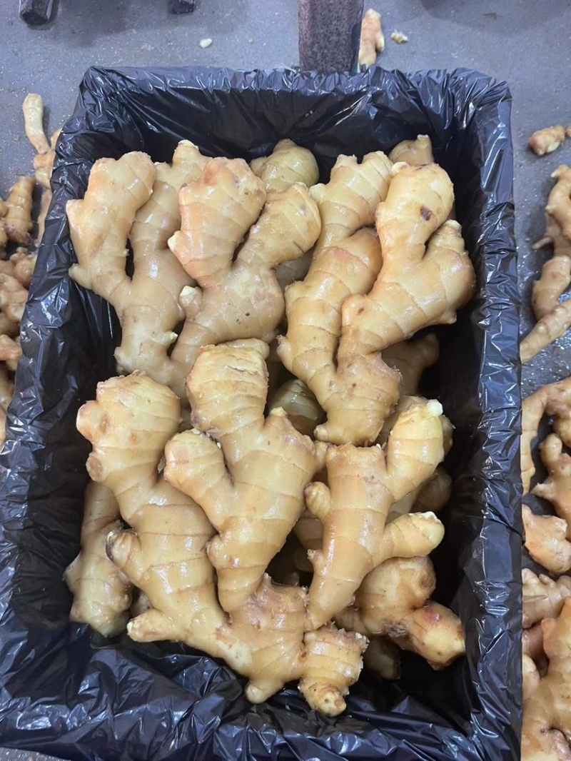 昌邑精品生姜