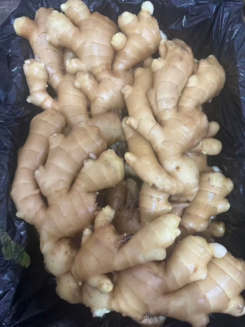 昌邑精品生姜