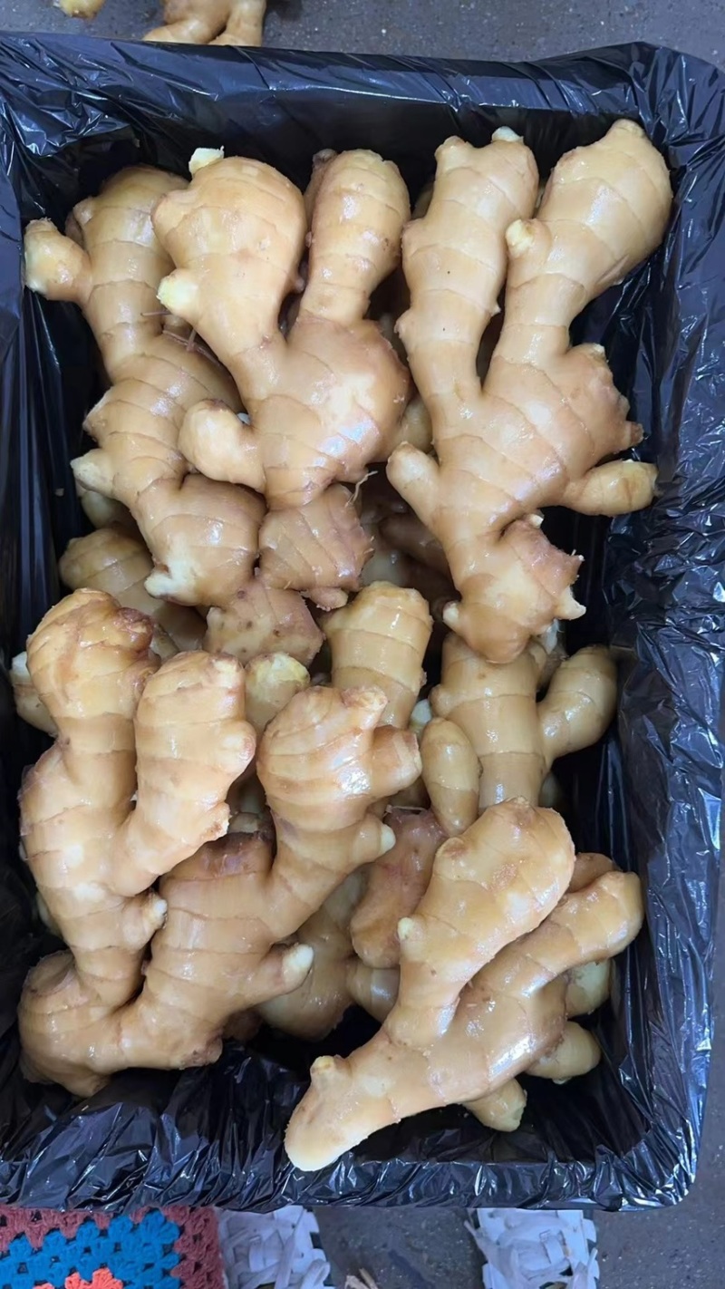 昌邑精品生姜