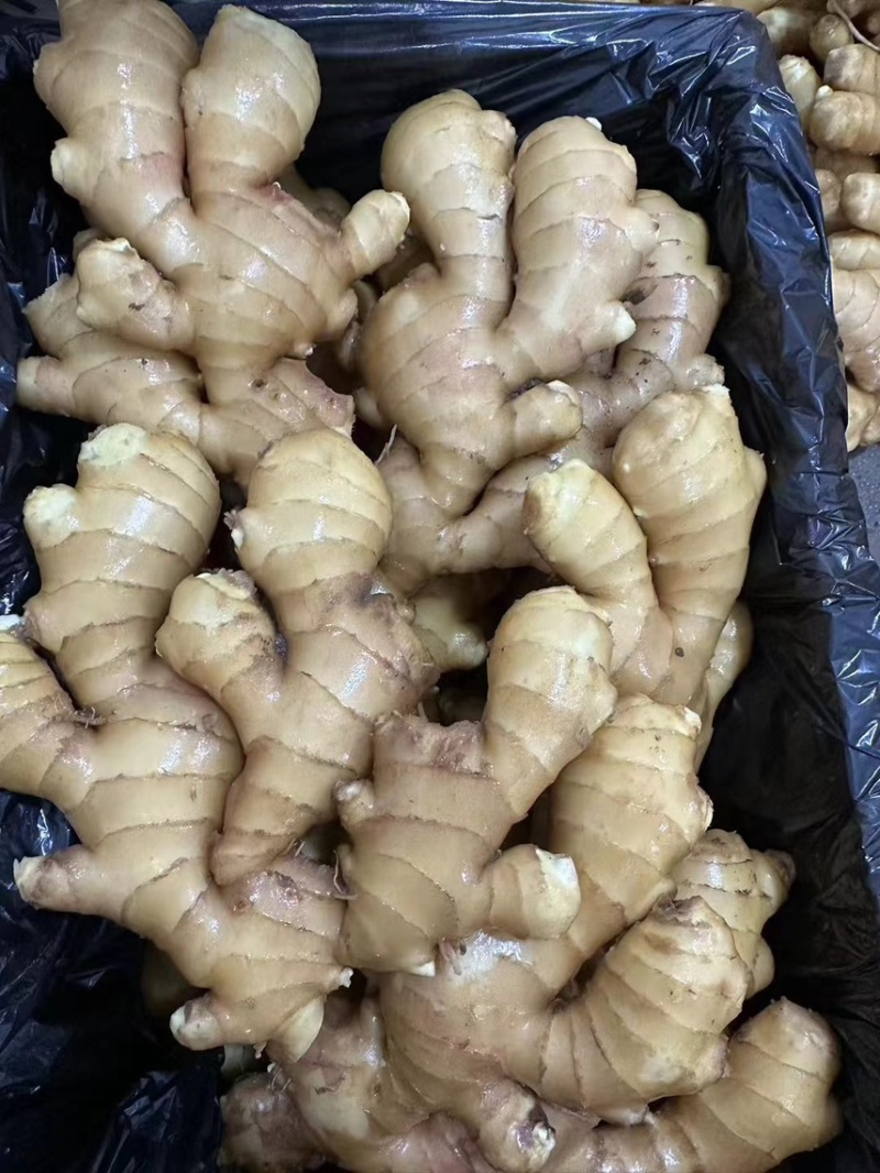 昌邑精品生姜