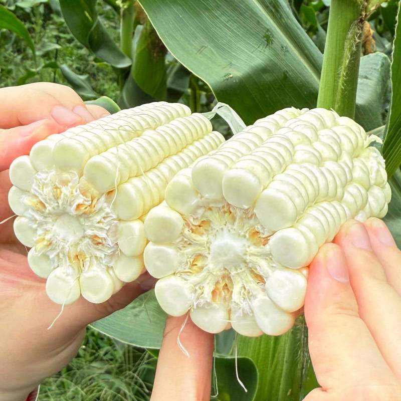 燕窝雪糯玉米，白糯玉米，鲜食玉米，农家种植