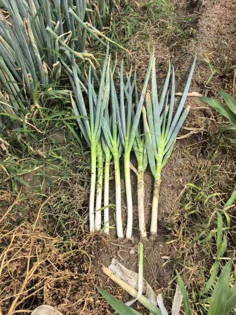 山东精品大葱种植基地现挖现发对接全国商超档口欢迎洽谈