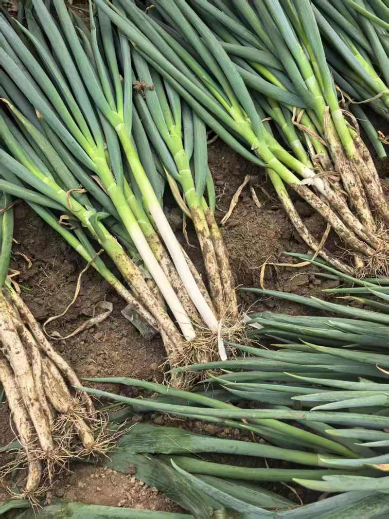 山东精品大葱种植基地现挖现发对接全国商超档口欢迎洽谈