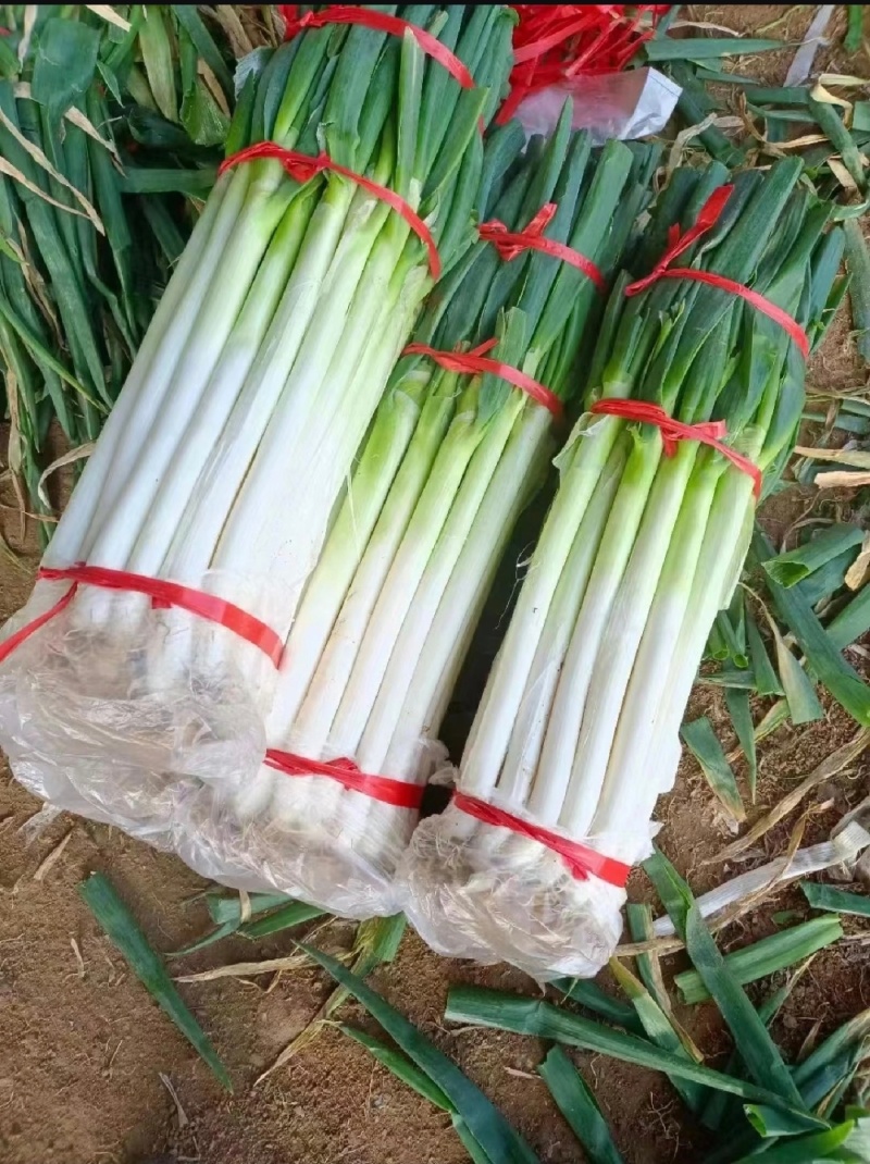 山东精品大葱种植基地现挖现发对接全国商超档口欢迎洽谈