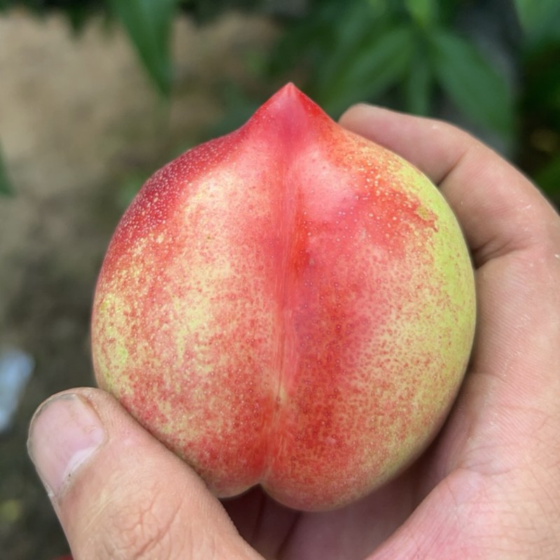 咸阳淳化油桃