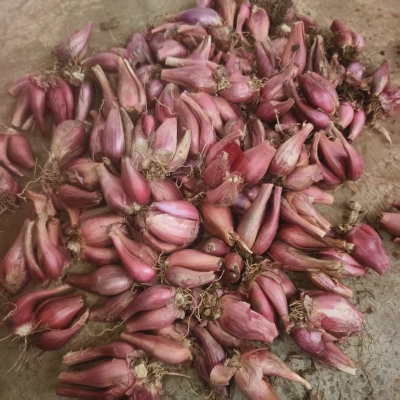 云南各种食品葱头，种植本地红葱头，铁杆红葱头