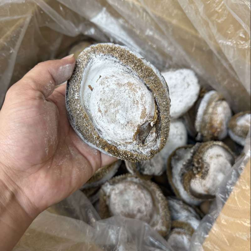 鲍鱼，干鲍，溏心鲍澳洲鲍，北海道鲍鱼全规格鲍鱼