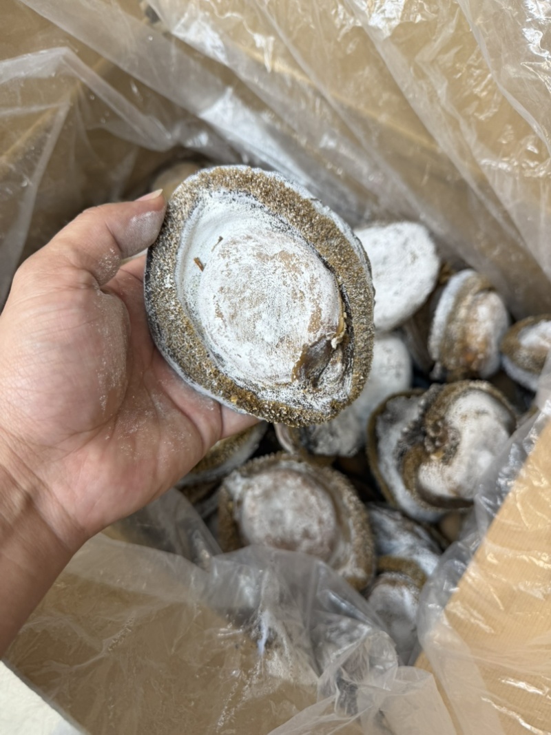 鲍鱼，干鲍，溏心鲍澳洲鲍，北海道鲍鱼全规格鲍鱼