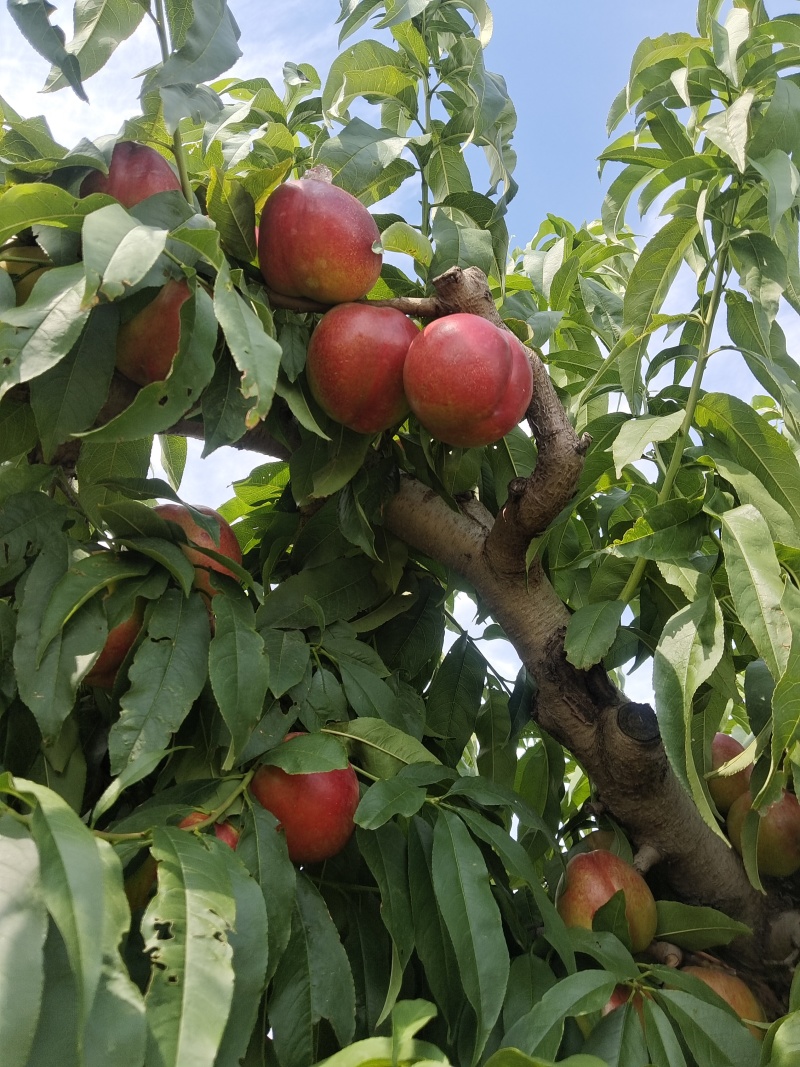 中油二十白肉油桃