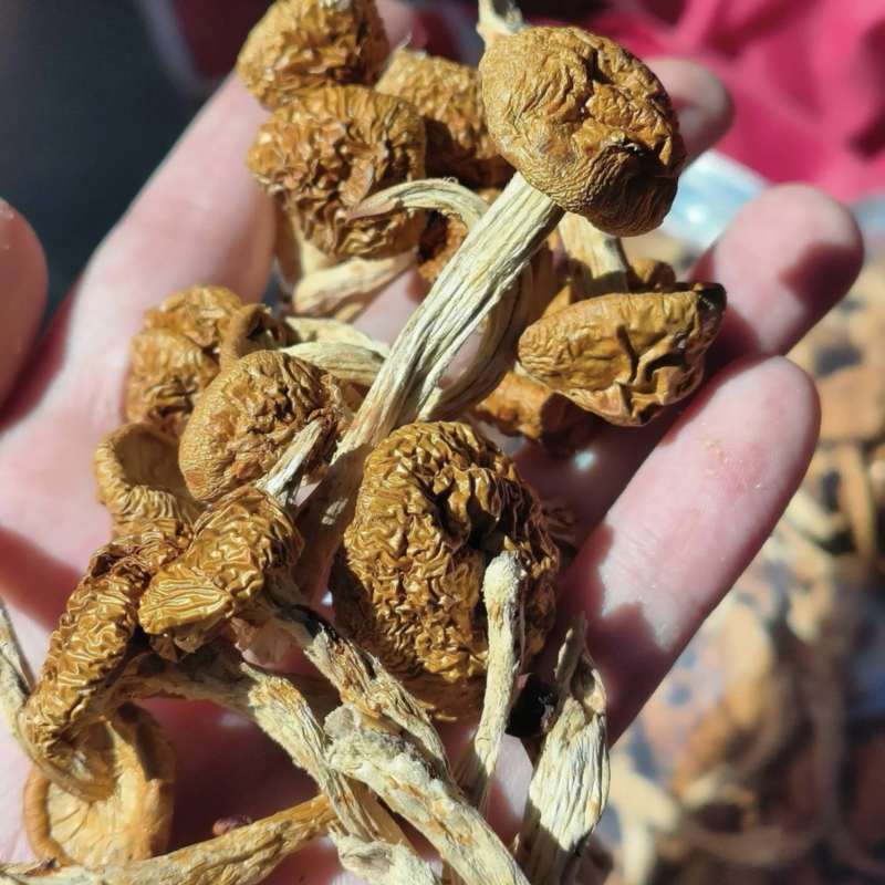 【精品】滑子菇产地直销保质保量对接全国电视超市市场