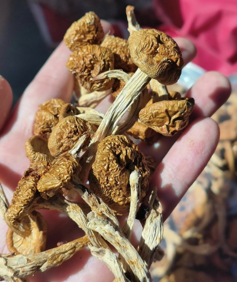 【精品】滑子菇产地直销保质保量对接全国电视超市市场