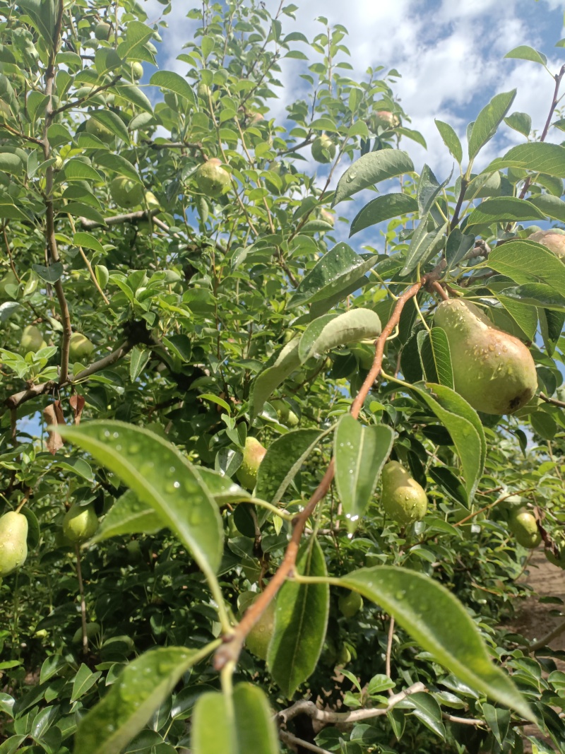 巴梨