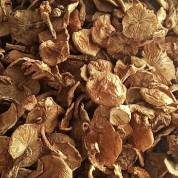 【精品】滑子菇菇帽产地直销对接全国发货电商一件代发等