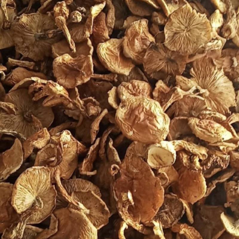 【精品】滑子菇菇帽产地直销对接全国发货电商一件代发等