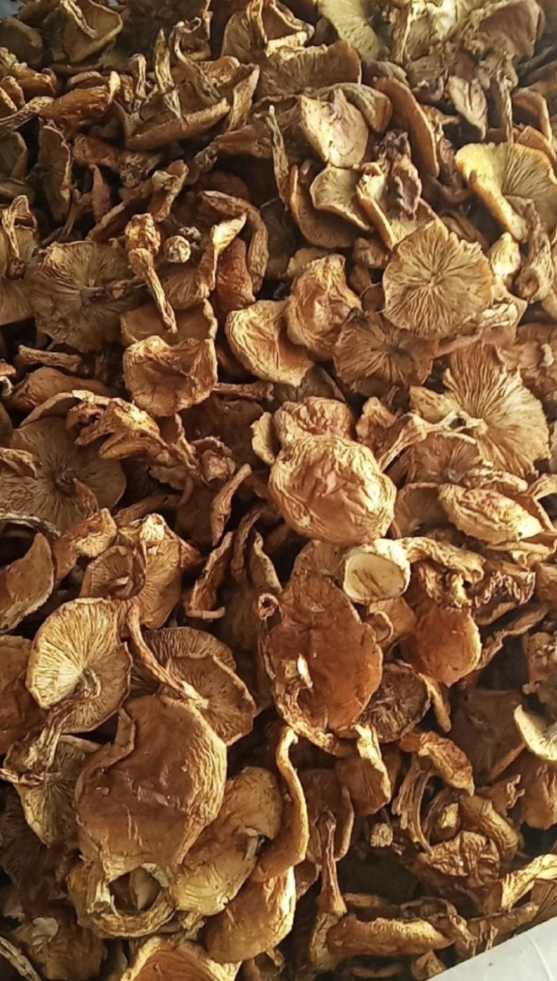 【精品】滑子菇菇帽产地直销对接全国发货电商一件代发等