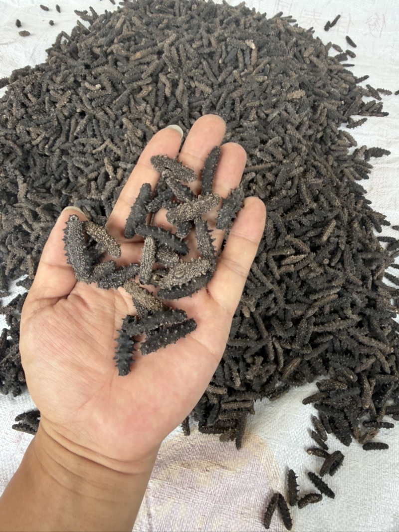 海参，刺参辽参大连小海参泡发率6倍左右，网红海参