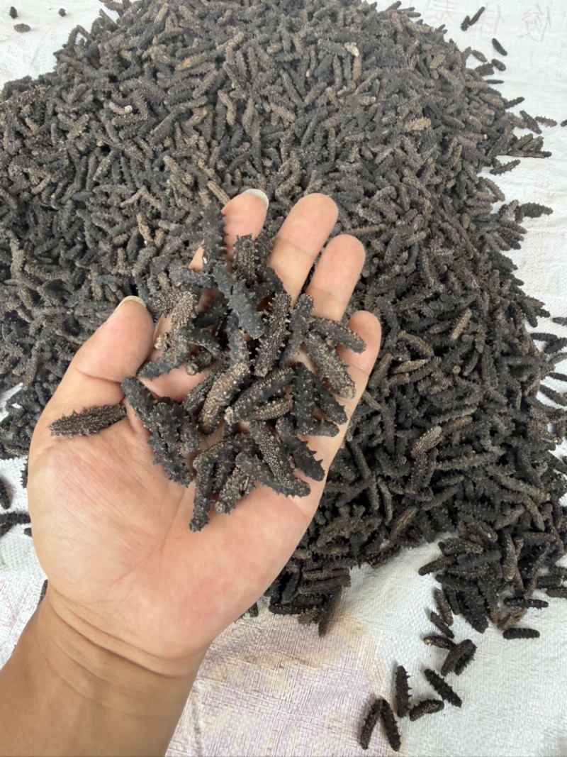 海参，刺参辽参大连小海参泡发率6倍左右，网红海参