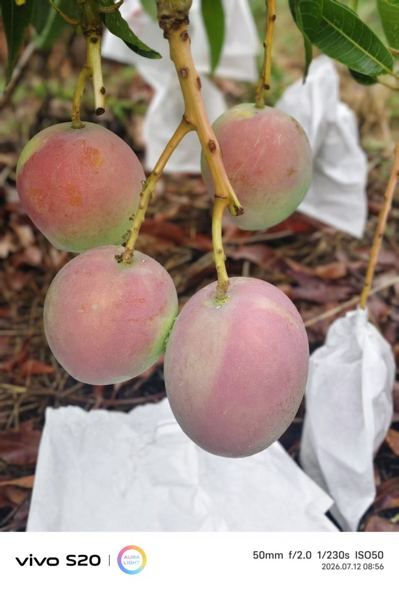 澳芒小奥热龙芒果四川攀枝花原产地代办品质供货