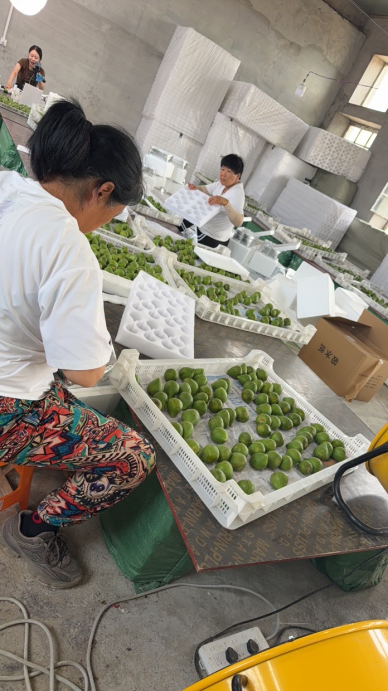 正宗威海青皮无花果源产地直发软糯香甜应季无花果
