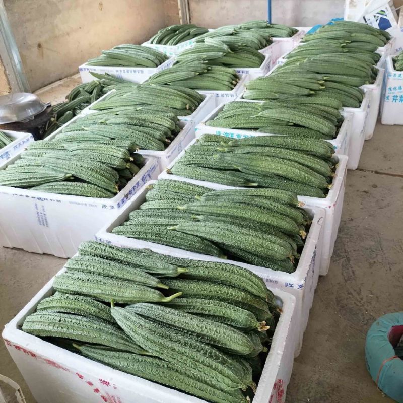 贵州安顺精品鲜嫩长丝瓜条形匀称产地直供生鲜货源